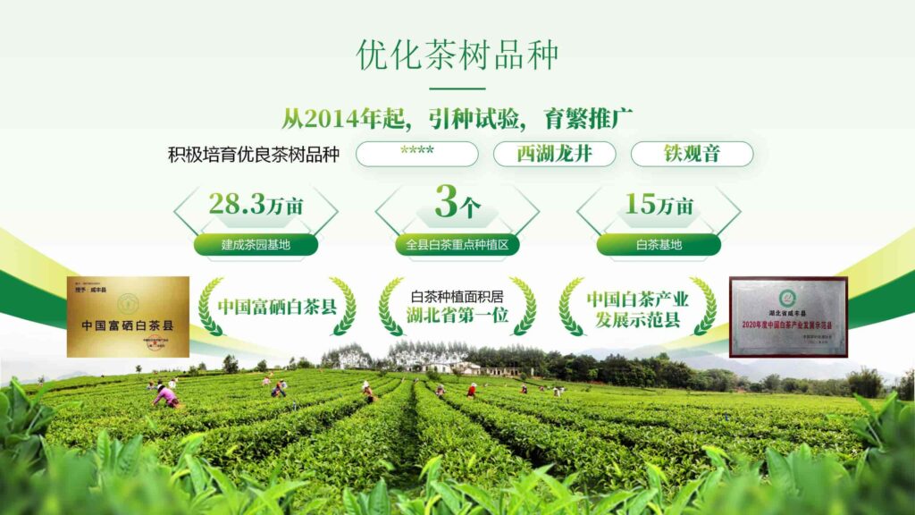 图片[8]-绿色茶配料与茶日化研发PPT模板-千文网